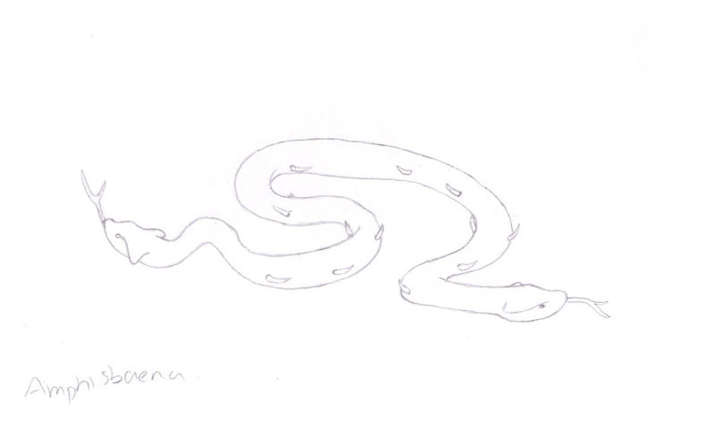 drawing of amphisbaena