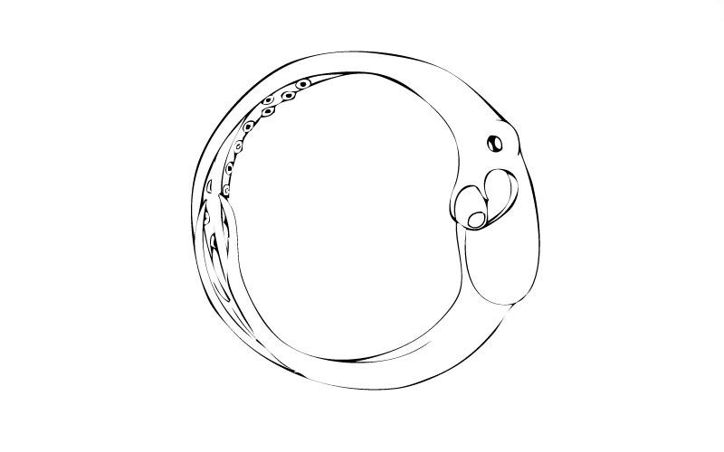 abstract drawing of an octopus in the shape of the letter O