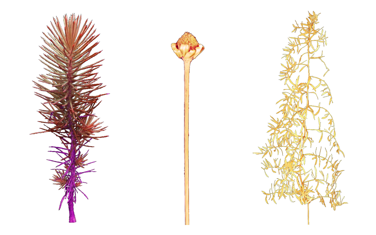 Nidor assets