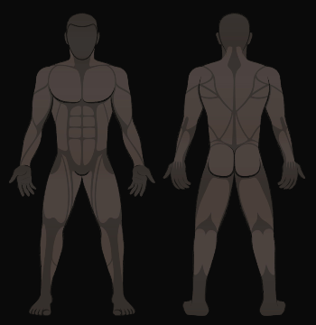 male muscle groups animated gif